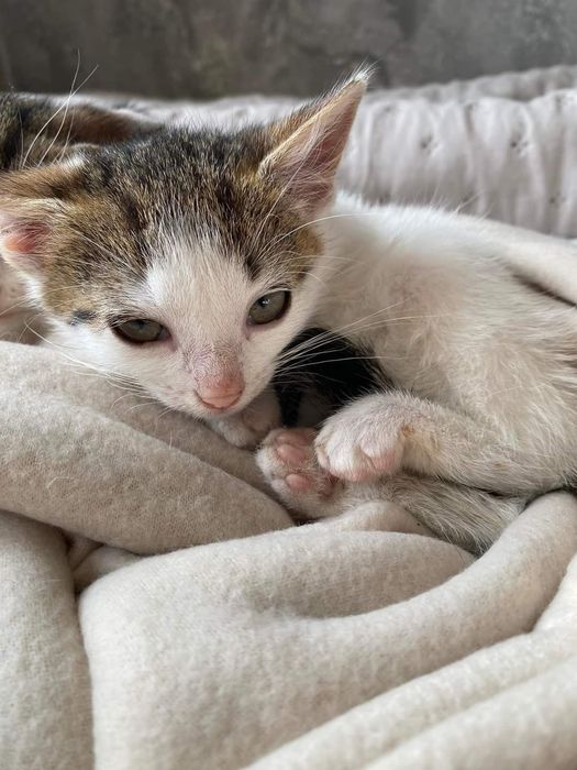 Cypiski, śliczne rodzeństwo z rowu