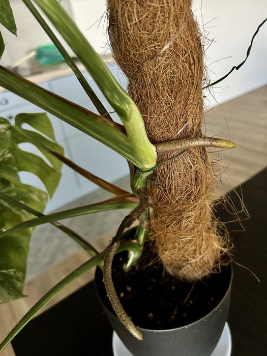 Monstera vargiegata