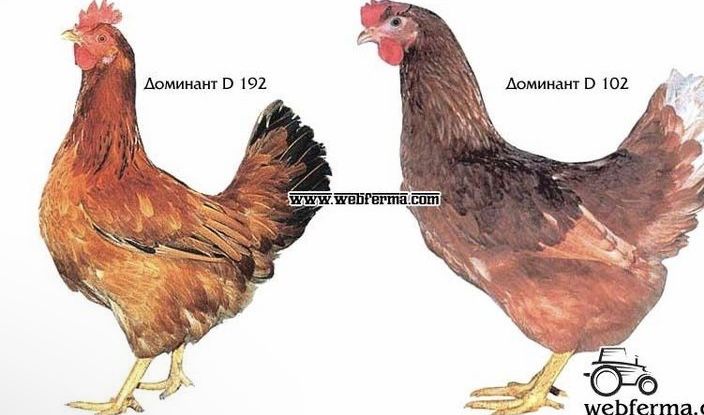 Інкубаційне яйце Домінант