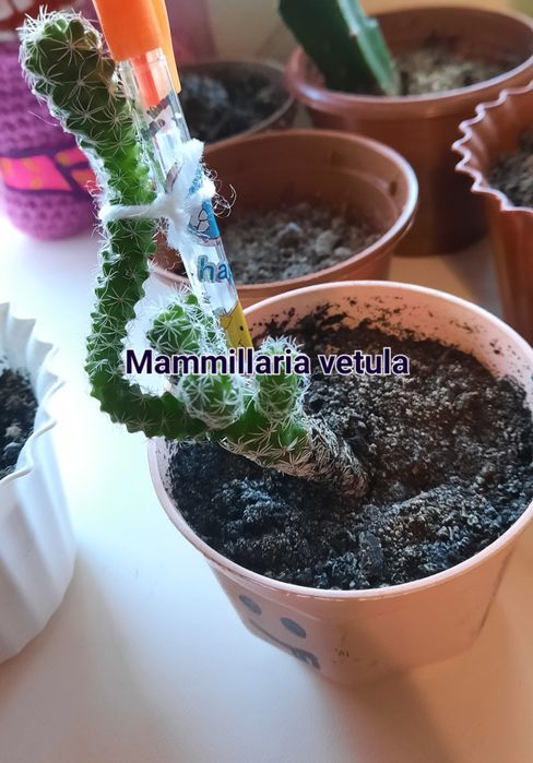 Кактуси різних видів