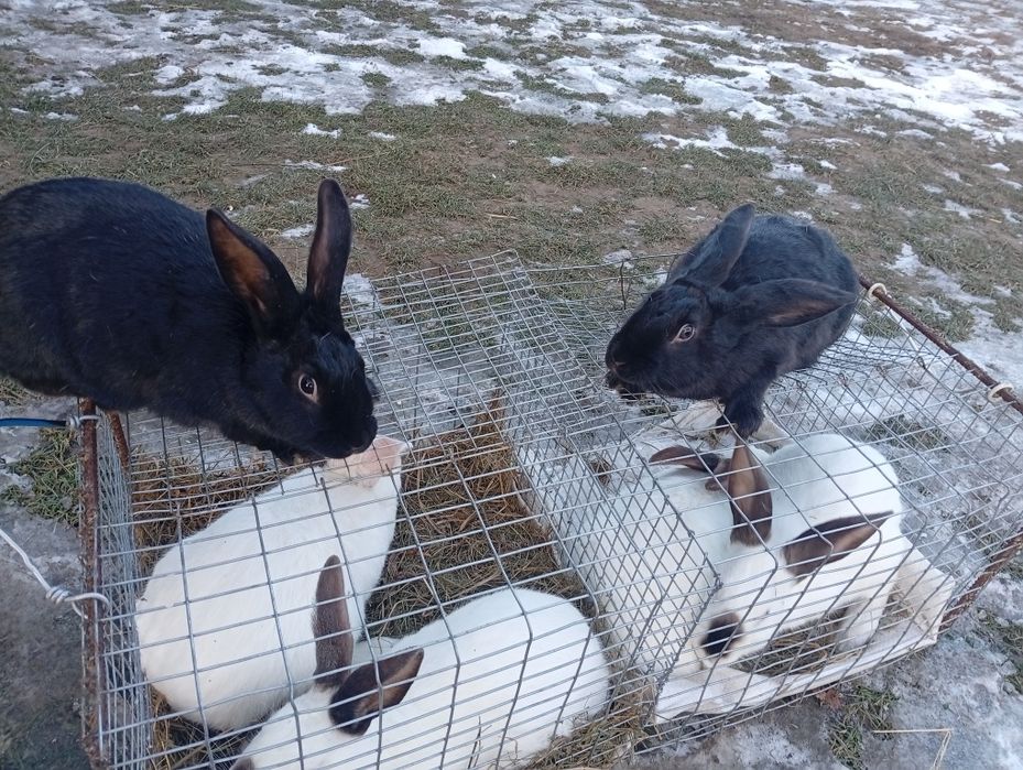 Віденський чорно бурий кріль