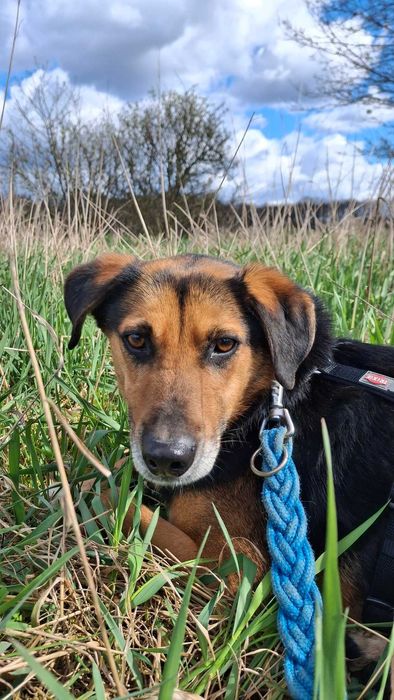 Teoś - uroczy psiak, zasiedział się w schronisku - do adopcji