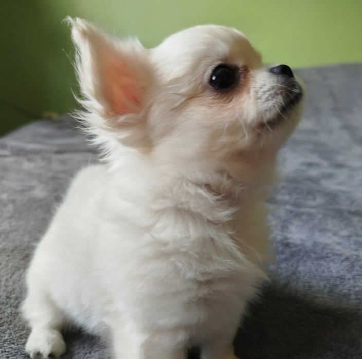 Chihuahua maleńki chłopczyk