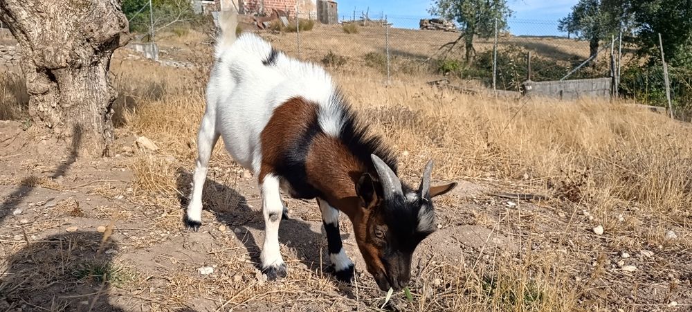 Cabrito Anão 6 meses