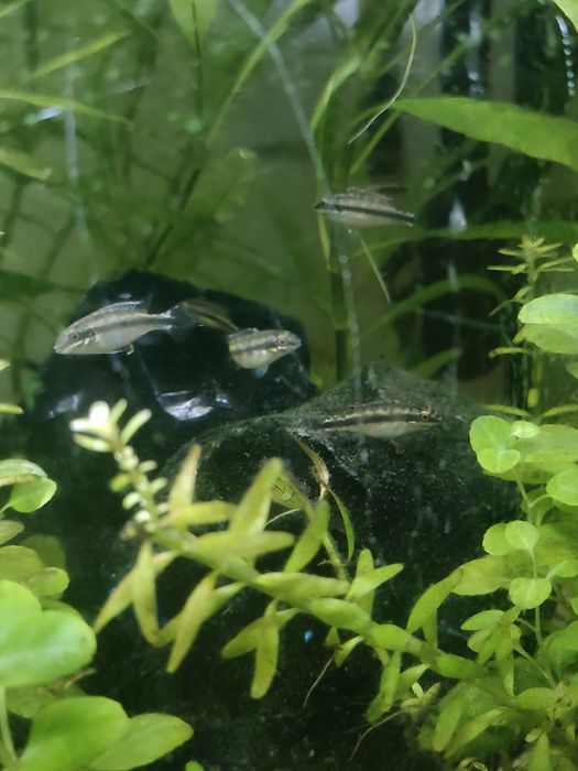 Młode barwniaki czerwonobrzuche (Pelvicachromis pulcher)