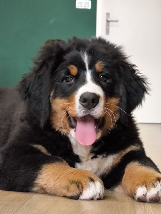 Berneński Pies Pasterski śliczne suczki ZKwP/FCI