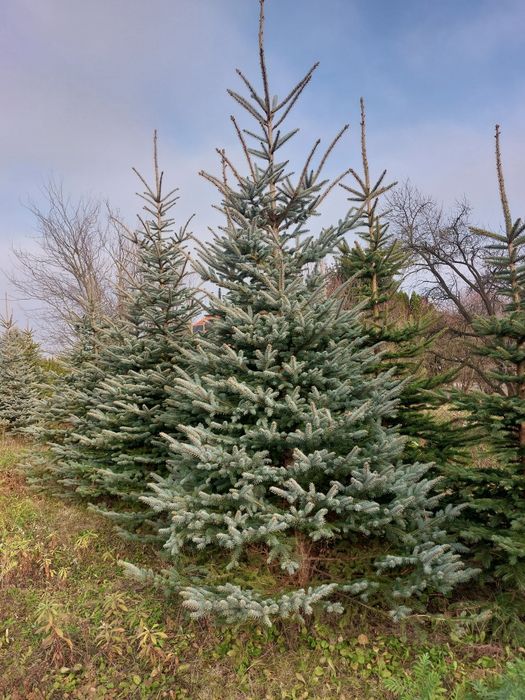 Choinki z własnej plantacji