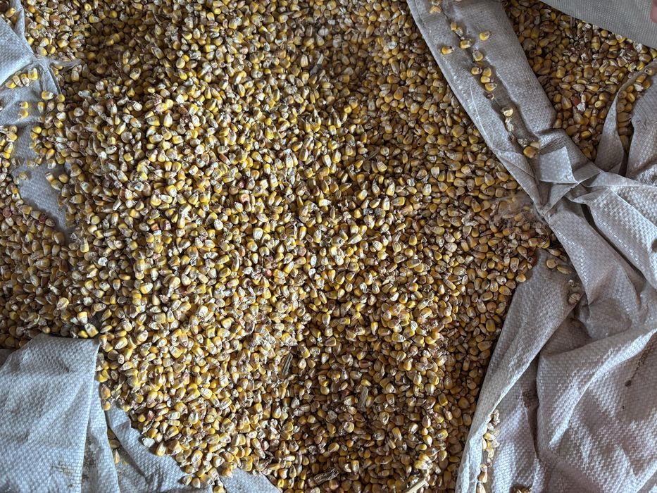 Продам зерно (овес,пшениця,кукурудза,ячмінь)