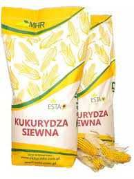 Kukurydza Polskie odmiany Kiszonka ziarno Najtaniej cena brutto