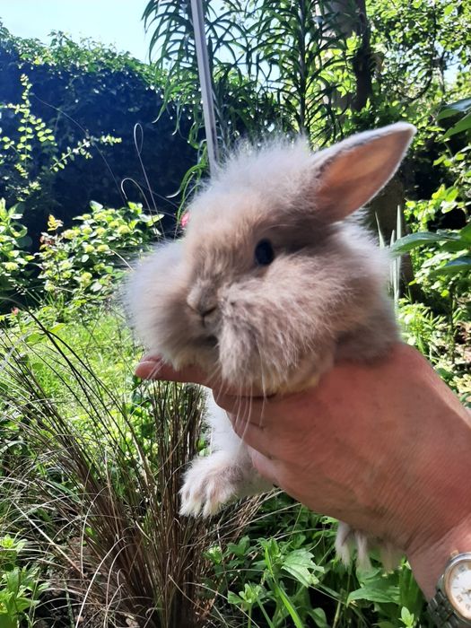 Декоративные мини кролики