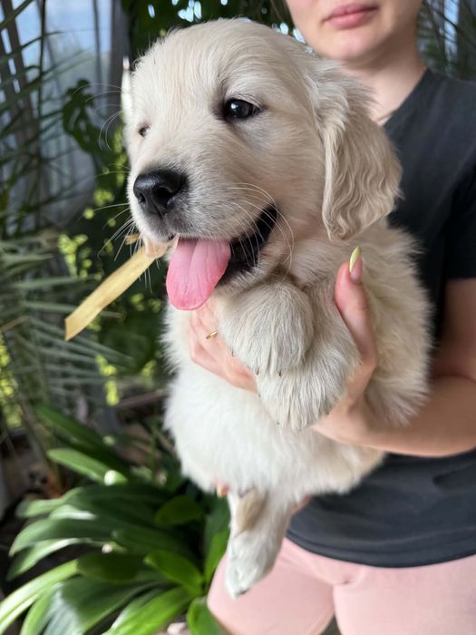 Golden retriever -piesek