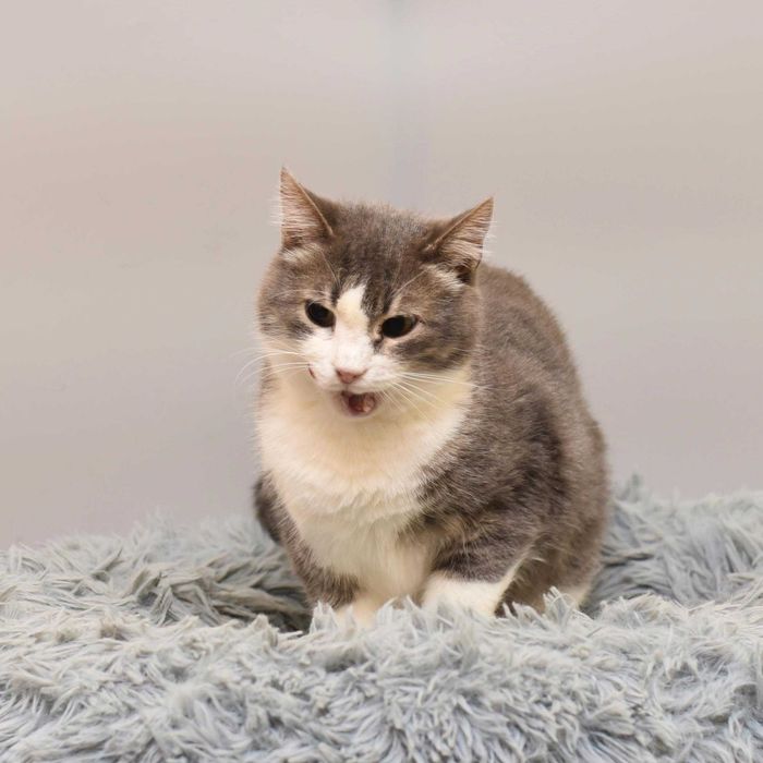 Котик Босс ждет свою семью