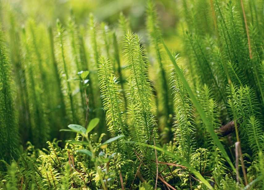 Nikon AF NIKKOR 28-105mm F/3.5-4.5 D Macro Zoom Lens From JAPAN