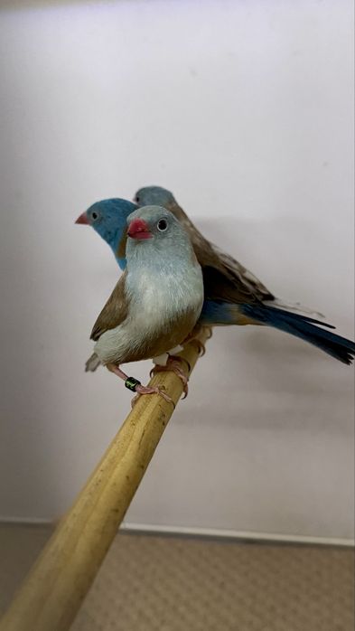Exoticos Peito celeste