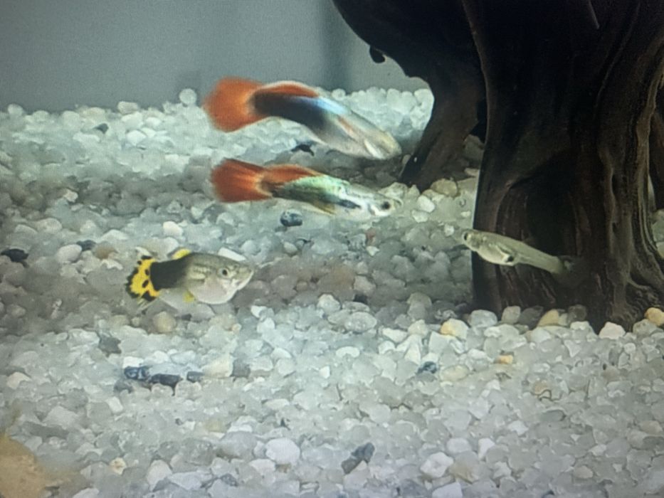 Crias guppys 1cm