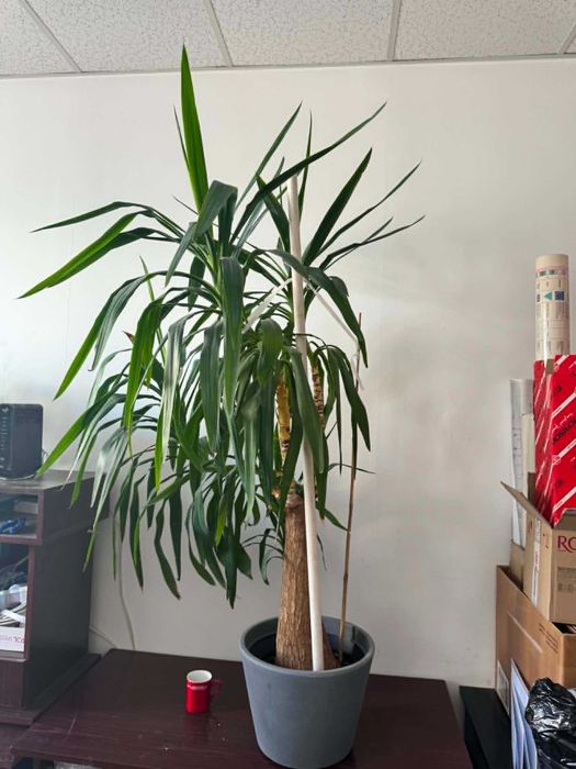 Yucca elephantipes, juka elefanta na pniu ~ 170 cm, duży okaz