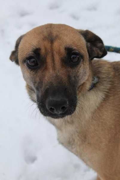 Usan wesoły, mały pies w schronisku bez wolontariatu!