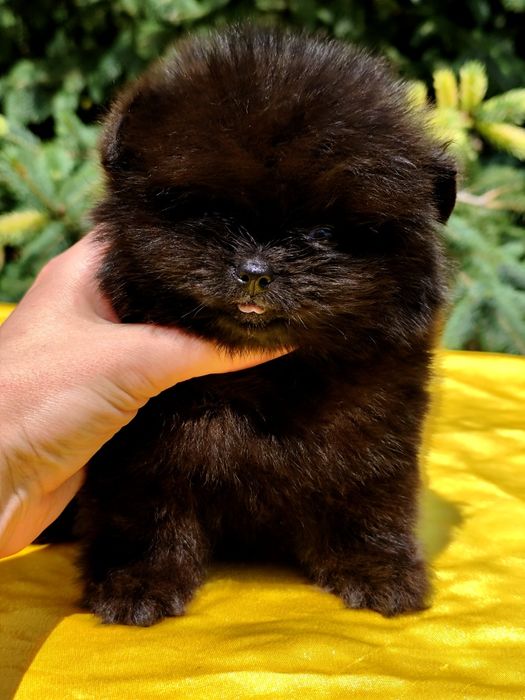 Шикарний чорний ведмедик