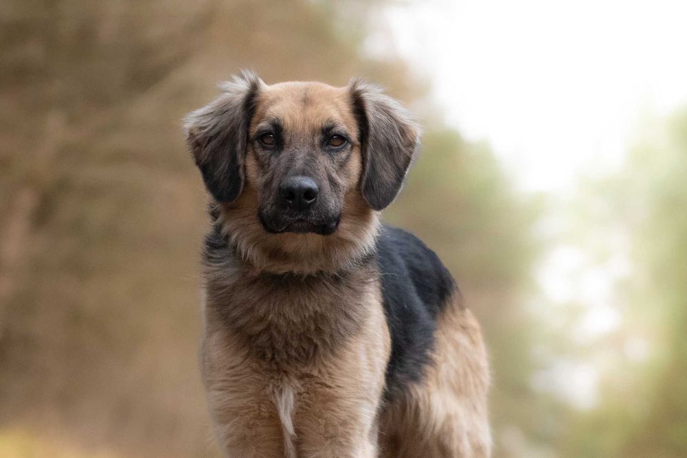 CZINI - młody wesołek