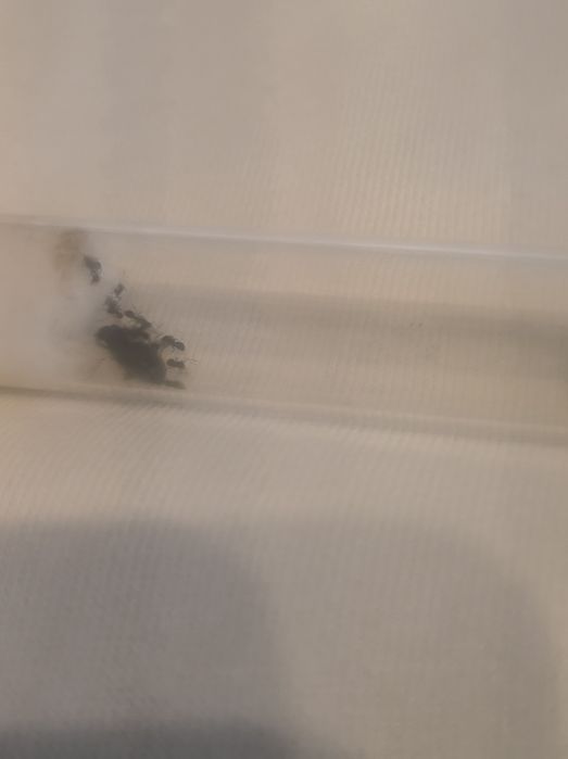 Kolonia Lasius Niger 20-30 robotnic