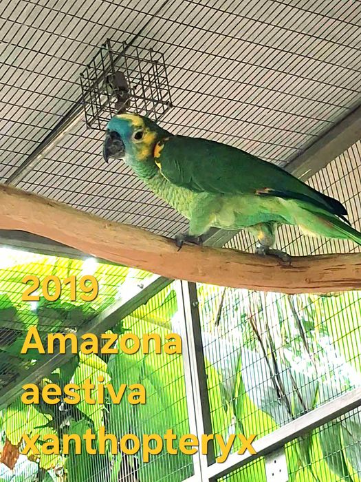Papagaios Amazona aestiva  e Aratinga solstitialis para cedência