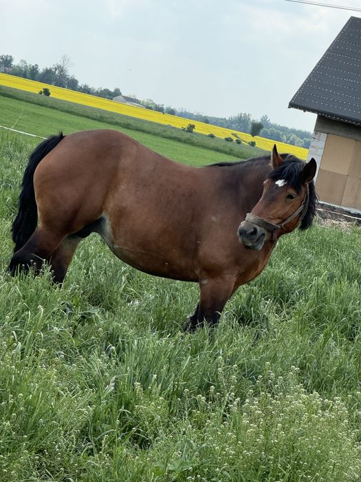 Sprzedam klacz zimnokrwistą