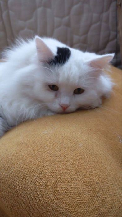 Котик Мішель шукає сімʼю! Вік ~ 1,5р. Волонтерський