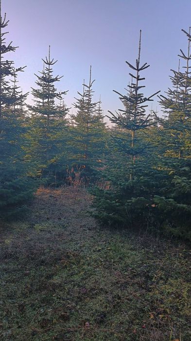 DUŻE Choinki na Święta BN 2025 -Poznań i okolice. DARMOWA DOSTAWA