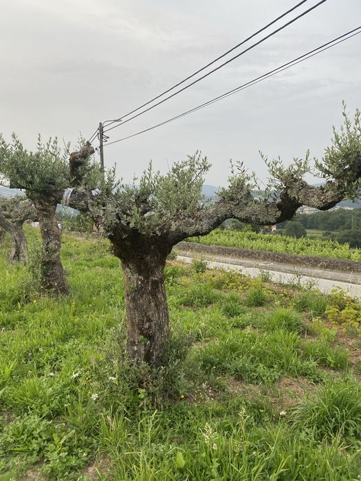 Oliveiras centenarias para jardim