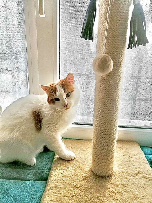 Отдам даром в добрые руки бело-рыжих котиков