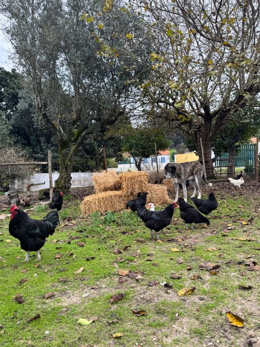 Galinhas Pretas Lusitânicas