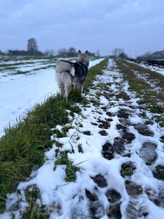 Підрощенний хлопчик  хаскі різноокий