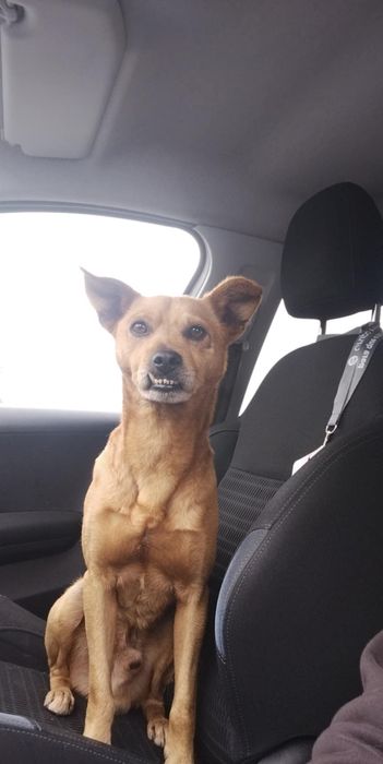 Cãozinho para adoção