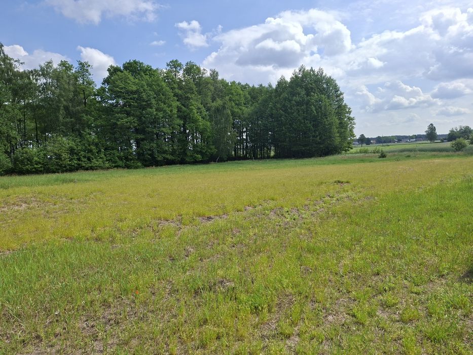 Działka 5300 m²  Jelenie gm. Kraszewice - Widok 5