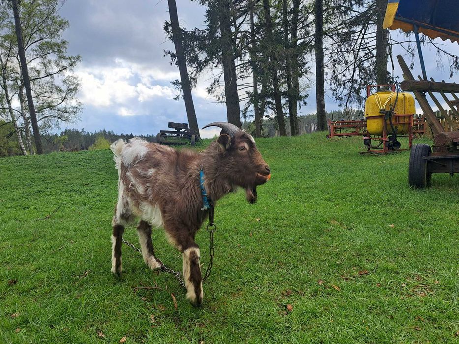 Młode kózki na sprzedaż