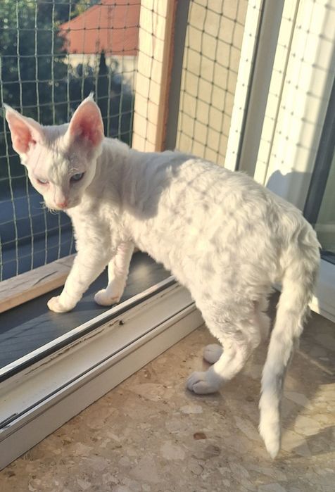 Devon rex kocurek gotowy do nowego domku
