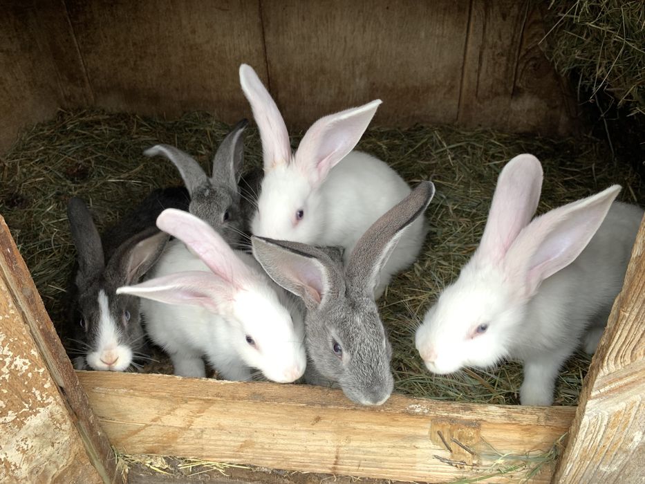 Молоді кроленята