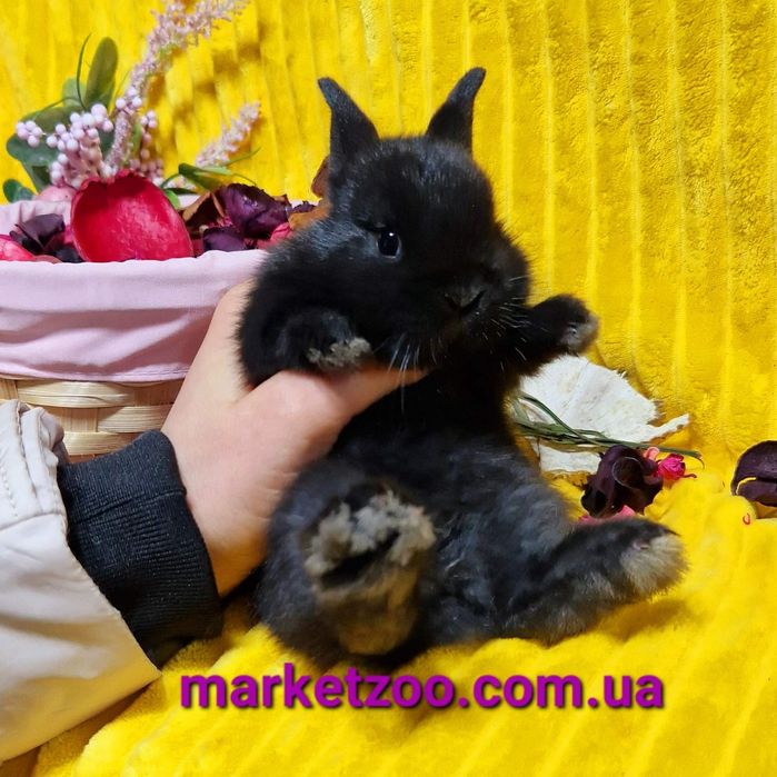 Міні нідерландський кролик чорного окрасу