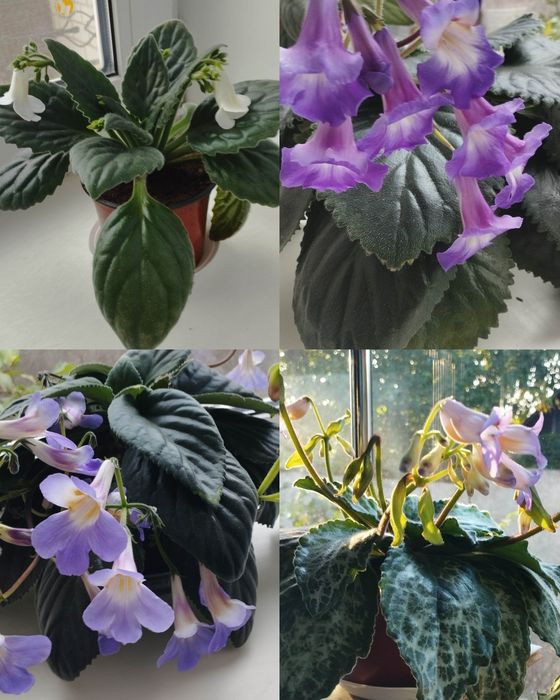 Примуліна хірита