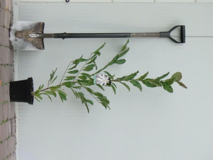 Magnolia      C3