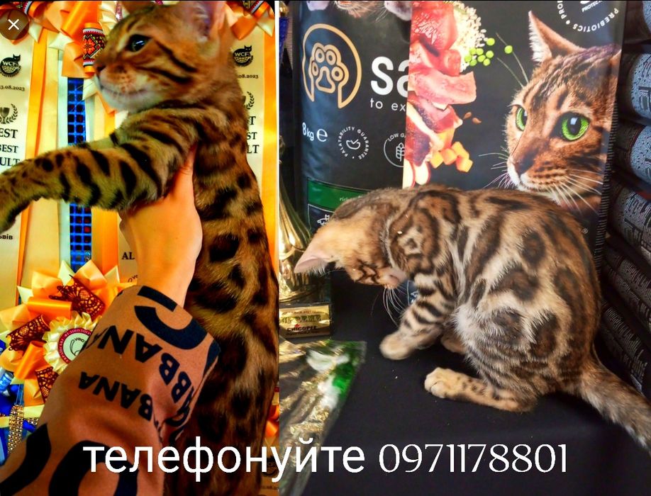 Бенгальські леопардики шукають люблячий дім!