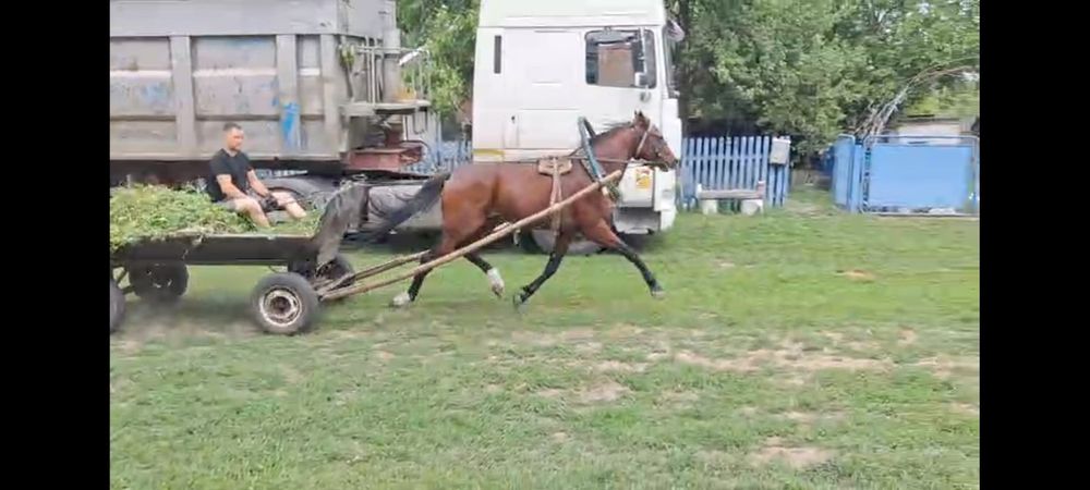 жеребець,    кінь.