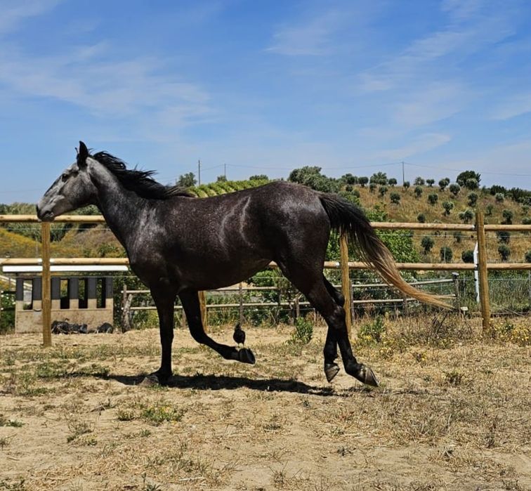 Egua lusitana livro azul