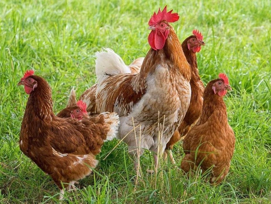 Куры несушки Ломан Браун, 4-4,5 месяца, курочки несучки
