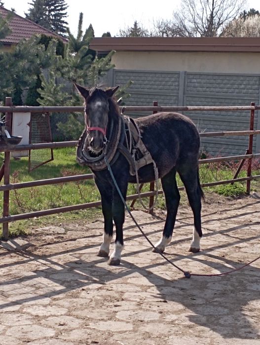 Koń Śląski skarogniady w siwiźnie