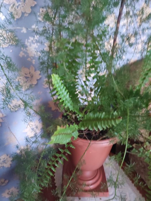 Кімнатні рослини