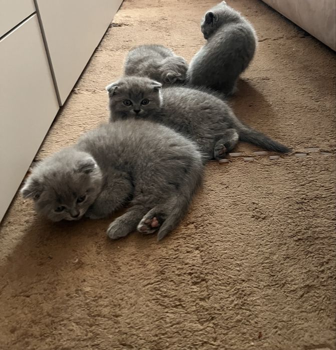 Шотландські кошенята