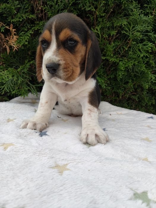 SSliczne Beagle piesek.