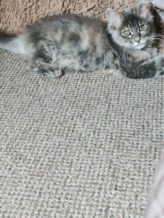 Kochana Dziewczynka Maine Coon niebieska szykret