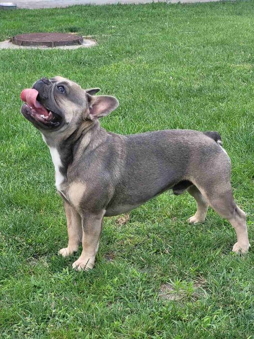 В'язка -французький бульдог